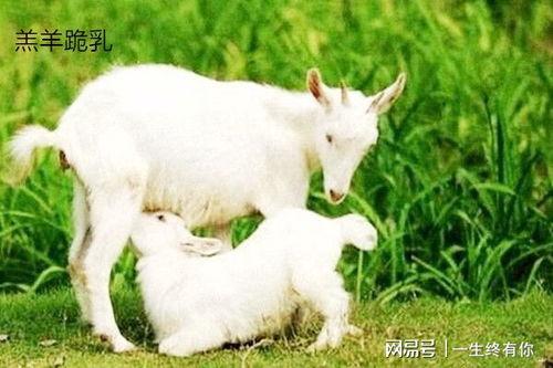 最新吃瓜爆料小羊图片高清,高清图片背后的趣味故事